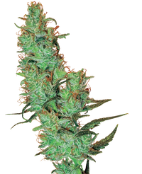 Semi di Jack Herer® Regolari della White Label