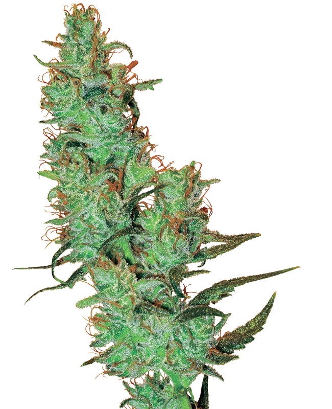 Semi di Jack Herer® Regolari della White Label