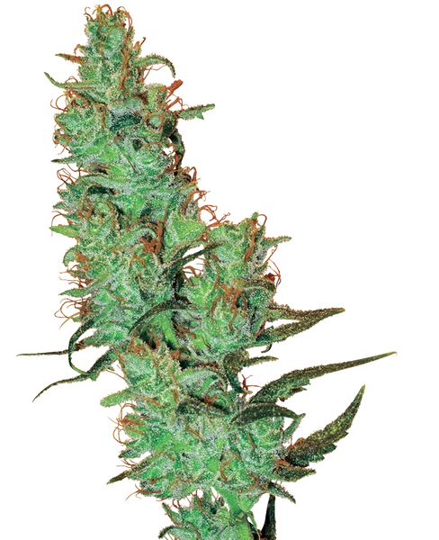 Semi di Jack Herer® Regolari della White Label