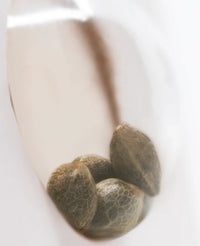 Semi di Jack Herer® Regolari della White Label