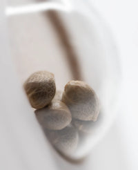 Semi di Amnesia White Regolari della White Label