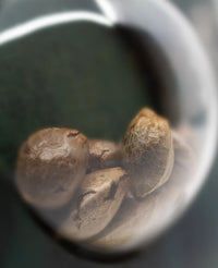 Semi di Big Bud Regolari