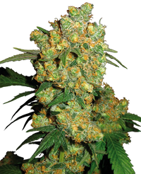 Semi di Big Bud Regolari