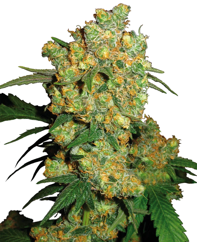 Semi di Big Bud Regolari