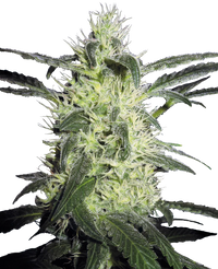 Semi di Silver Haze Regolari