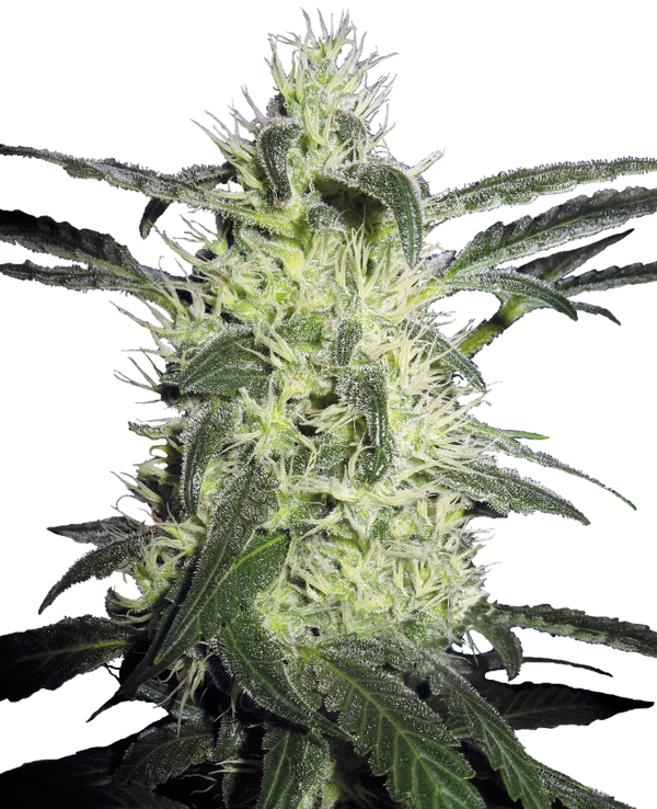 Semi di Silver Haze Regolari