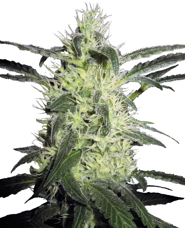 Semi di Silver Haze Regolari