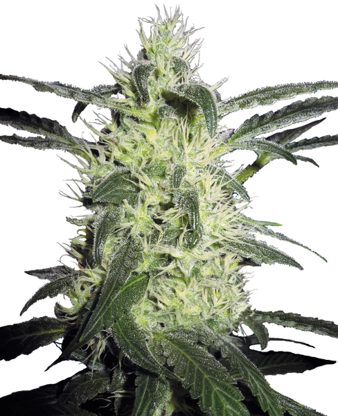 Semi di Silver Haze Regolari