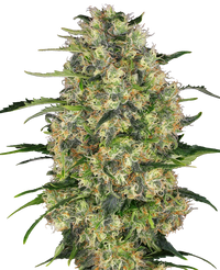 Semi di Black Domina Regolari