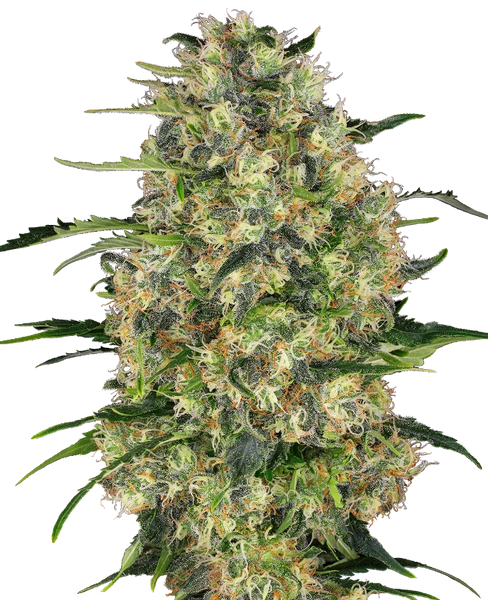 Semi di Black Domina Regolari