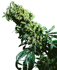 Semi di Northern Lights #5 x Haze Regolari
