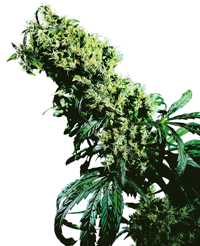 Semi di Northern Lights #5 x Haze Regolari