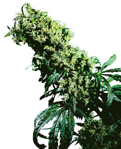 Semi di Northern Lights #5 x Haze Regolari