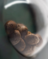 Semi di Northern Lights #5 x Haze Regolari