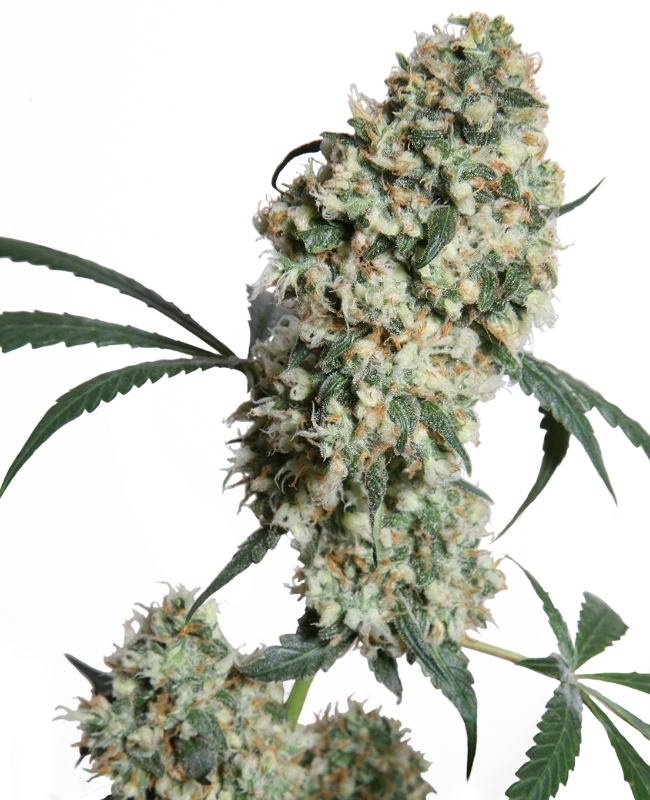 Semi di Ed Rosenthal Super Bud Regolari