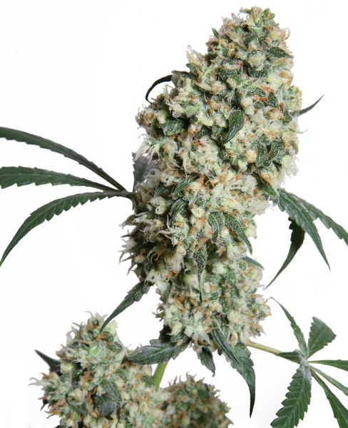 Semi di Ed Rosenthal Super Bud Regolari