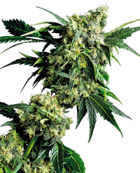 Semi di Mr Nice G13 X Hash Plant Regolari