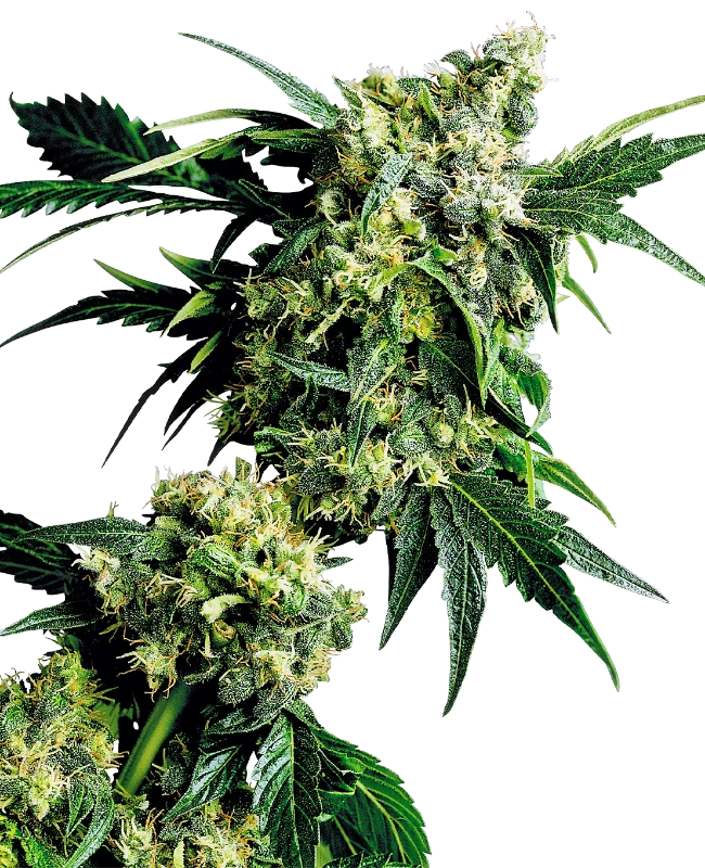 Semi di Mr Nice G13 X Hash Plant Regolari