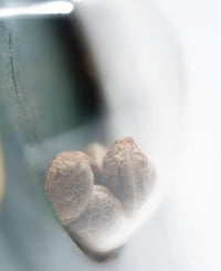Semi di Jack Herer® Regolari