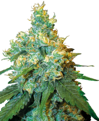 Semi di Jack Herer® Regolari