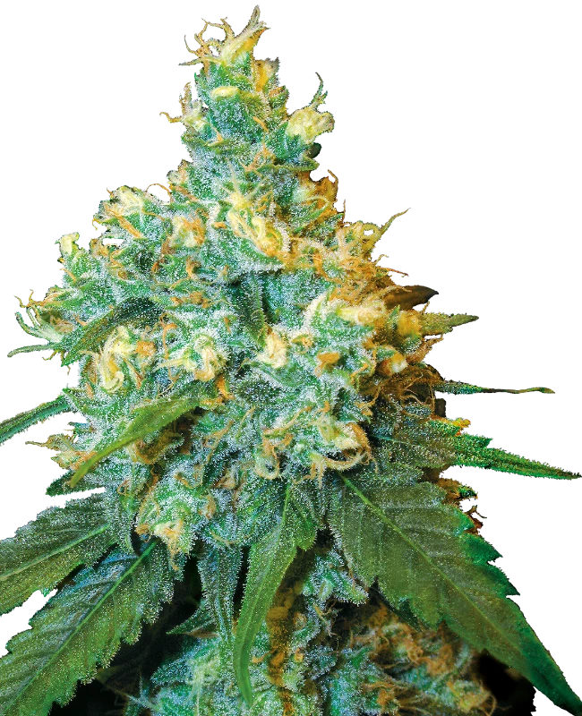 Semi di Jack Herer® Regolari