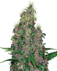 Semi di Mandarine Jam Femminizzati