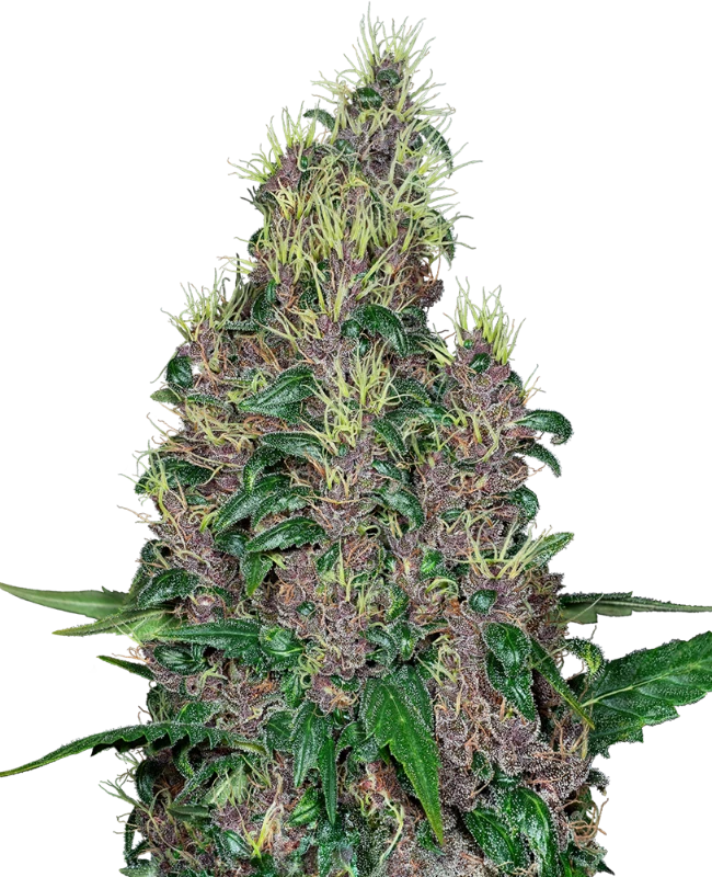 Semi di Mandarine Jam Femminizzati
