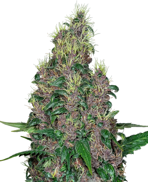 Semi di Mandarine Jam Femminizzati