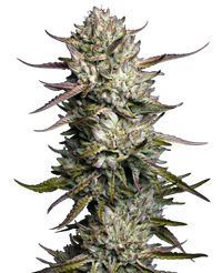 Semi di Purple Berry Muffinz Femminizzati