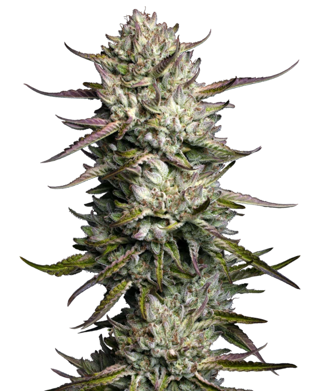 Semi di Purple Berry Muffinz Femminizzati