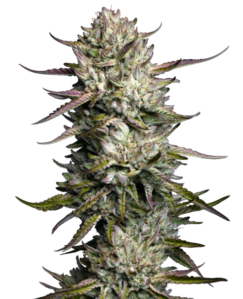 Semi di Purple Berry Muffinz Femminizzati