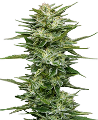 Semi di Pineapple Kush Cake Autofiorenti