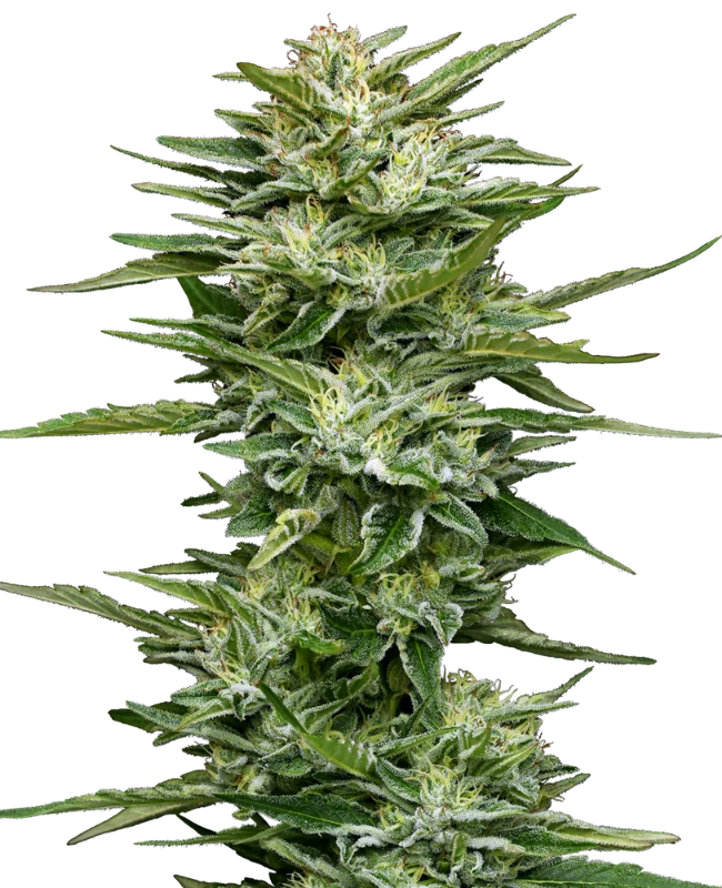 Semi di Pineapple Kush Cake Autofiorenti