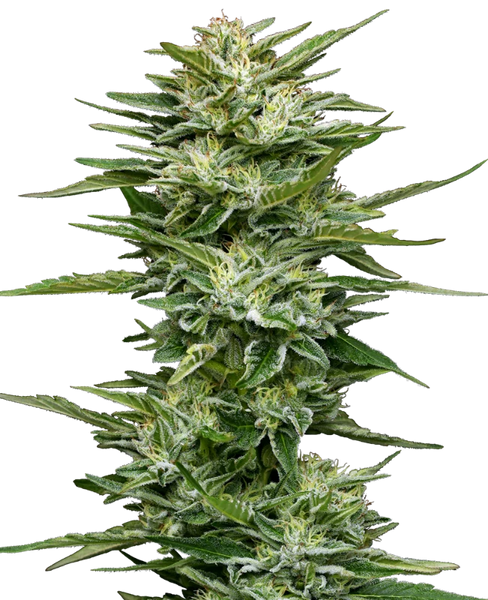 Semi di Pineapple Kush Cake Autofiorenti