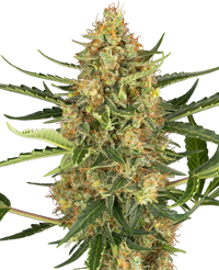 Semi di Blueberry Bubblegum Autofiorenti