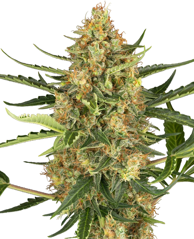 Semi di Blueberry Bubblegum Autofiorenti