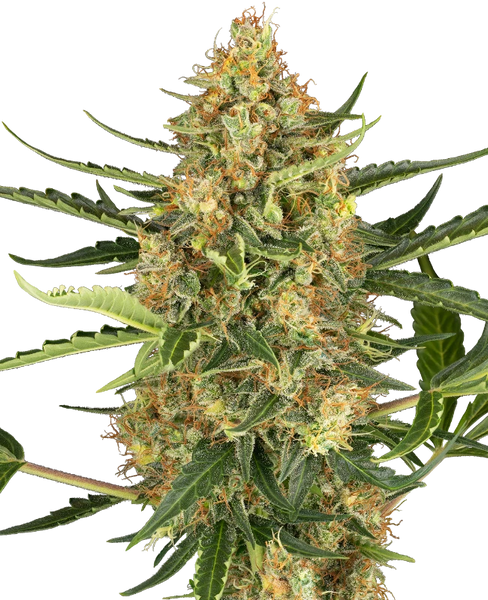 Semi di Blueberry Bubblegum Autofiorenti