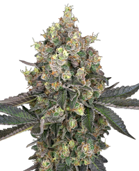 Semi di Sweet Berry Breeze Femminizzati della White Label