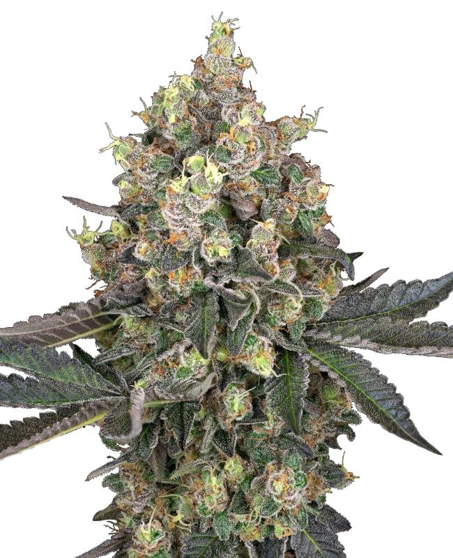 Semi di Sweet Berry Breeze Femminizzati della White Label