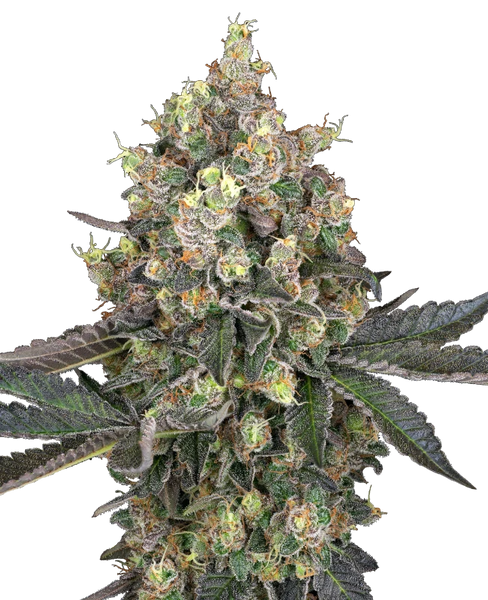 Semi di Sweet Berry Breeze Femminizzati della White Label