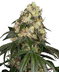Semi di White Biscotti OG XXL Femminizzati White Label