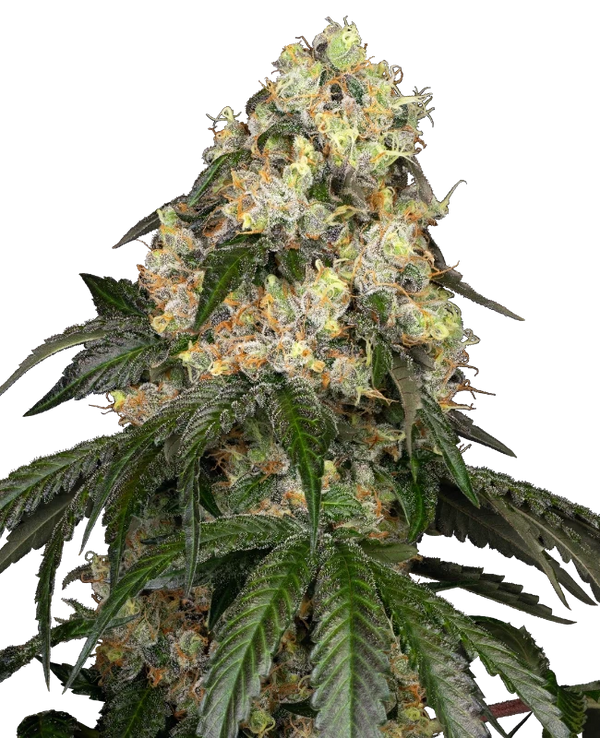Semi di White Biscotti OG XXL Femminizzati White Label