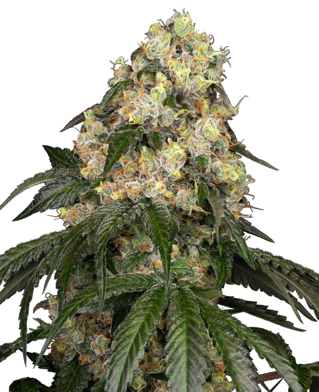 Semi di White Biscotti OG XXL Femminizzati White Label