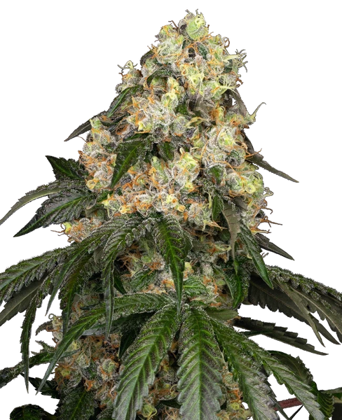Semi di White Biscotti OG XXL Femminizzati White Label