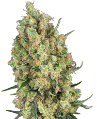 Semi di Candy Hash Femminizzati