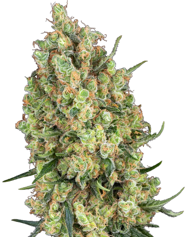 Semi di Candy Hash Femminizzati