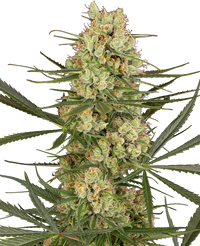 Semi di Haze Dawg Autofiorenti