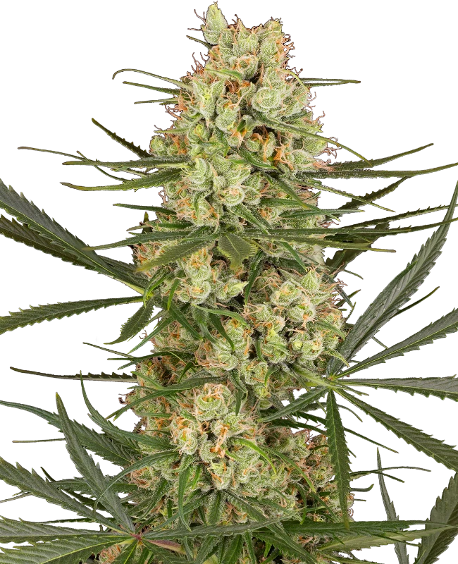 Semi di Haze Dawg Autofiorenti