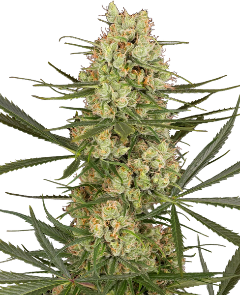 Semi di Haze Dawg Autofiorenti