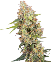 Semi di Raspberry Critical Kush Femminizzati